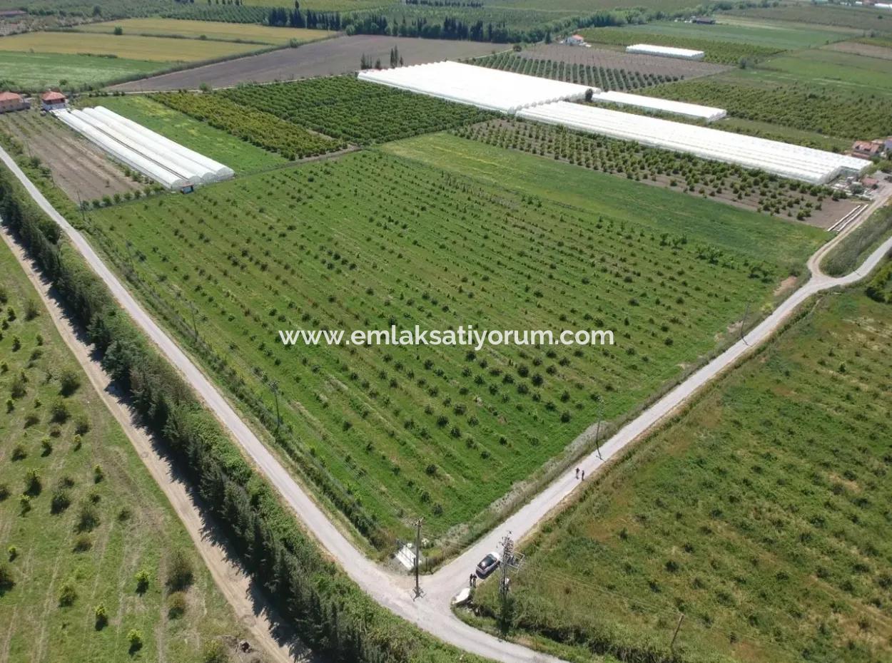 Oriya 26700 M2 Großen, Angelegten Garten Zitrone Eskiköy Auch Zum Verkauf