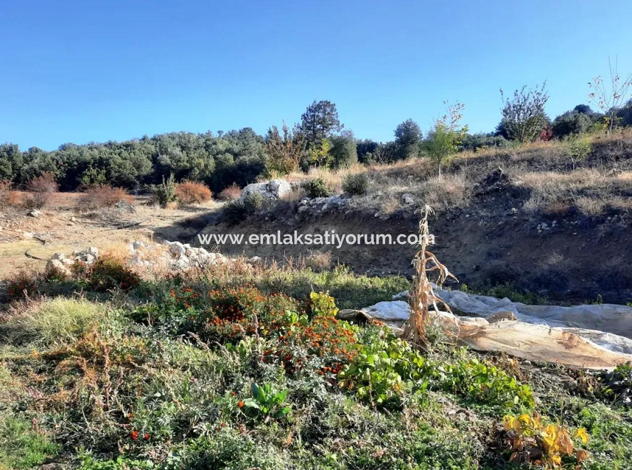 Denizli Çameli Kizilyaka Schmetterling Land Und Dorfhaus Mit Hundeblick Zum Verkauf