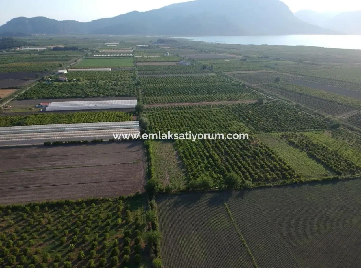 Oriya Eskiköy Zum Verkauf Granatapfel Garten, 10 000 M2