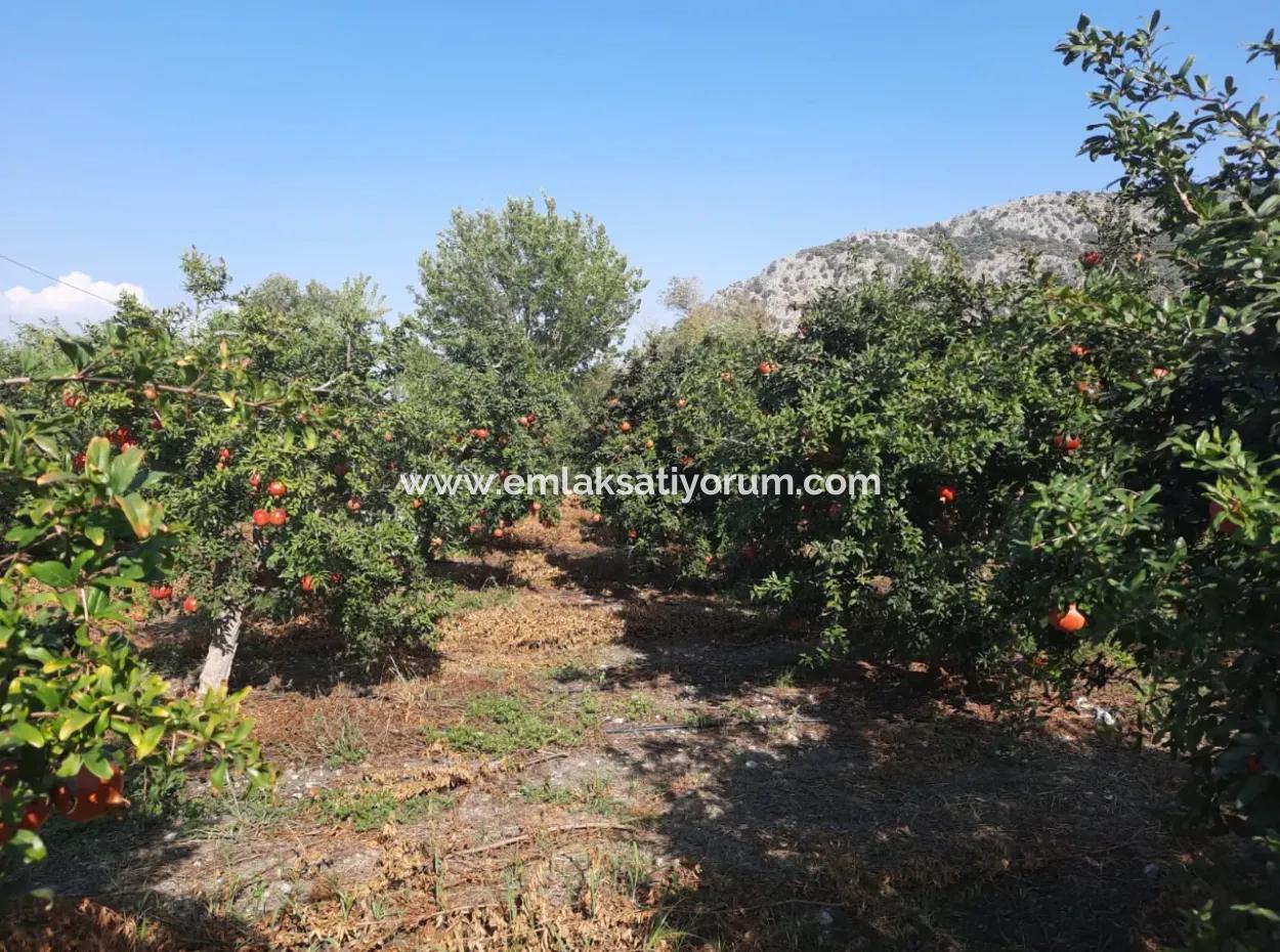 Mugla Ortaca Dalyanda 7520 M2 Maniced Freistehender Granatapfelgarten Zu Verkaufen