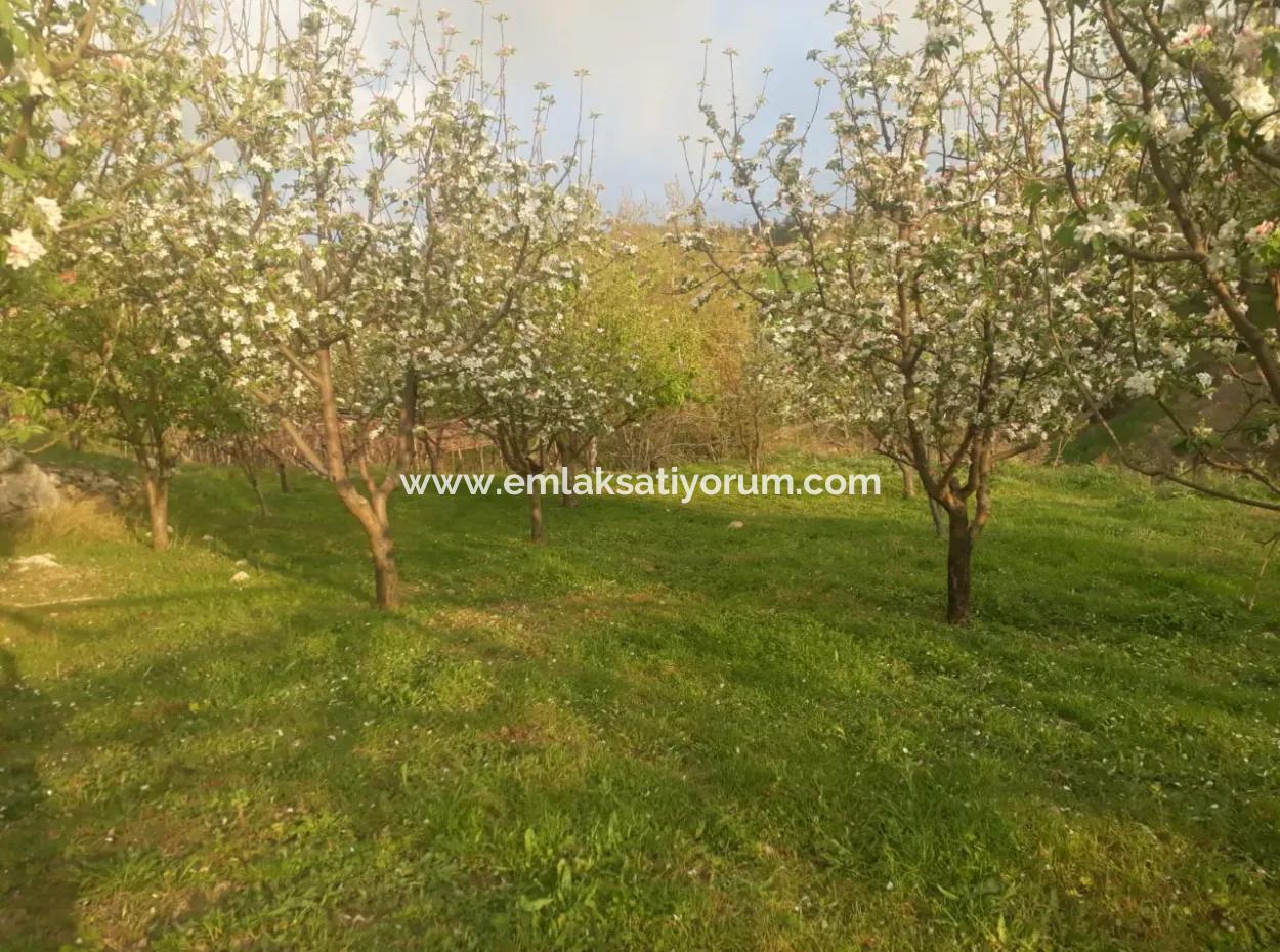 Fethiye Seydikemer Arsaköyn De 900 M2 Seite An Seite 2 Parzellen Apfelgarten Zu Verkaufen.