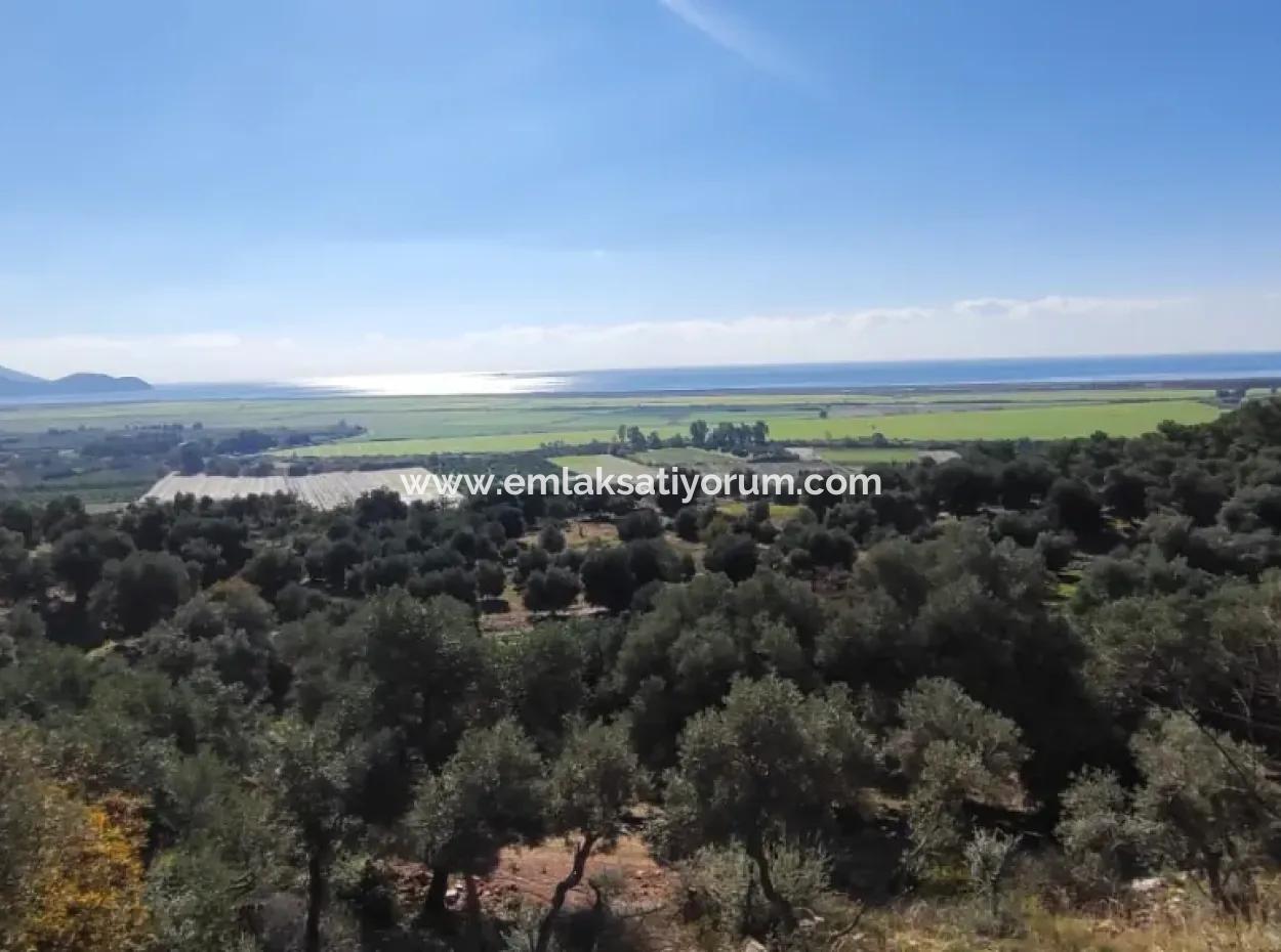 11.000M2 Olivenhain Zum Verkauf In Fevziye Mit Herrlicher Natur Und Meerblick