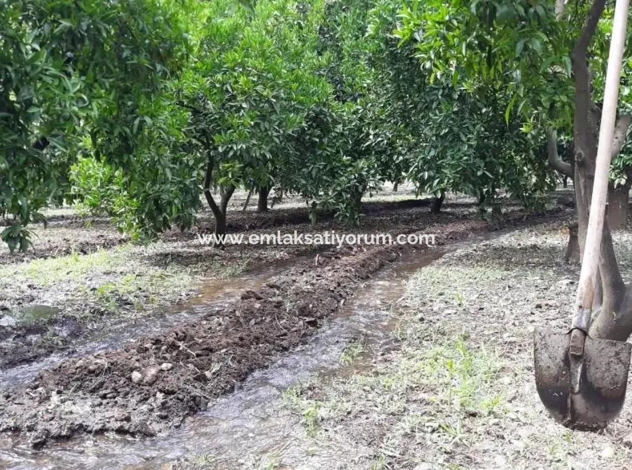 Garten Zum Verkauf In Köyceğiz Dorf