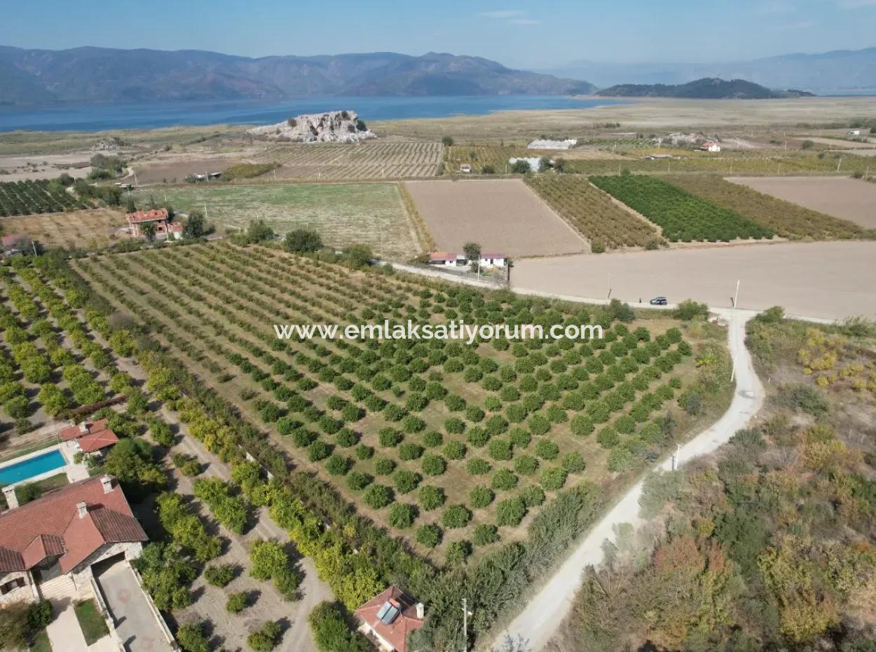 17.000 M2 Freistehender Granatapfelgarten Zum Verkauf In Ortaca Eskiköy