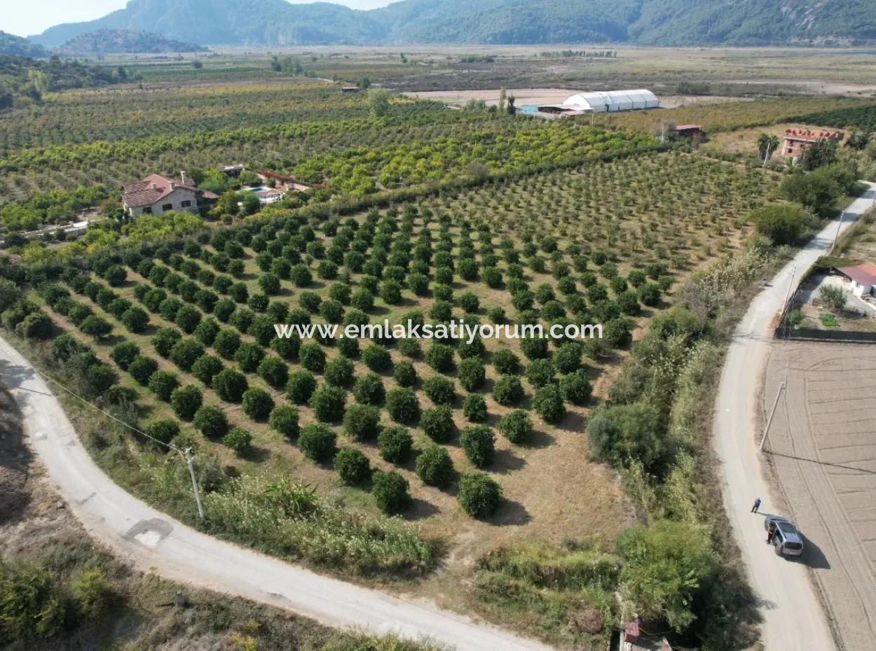 17.000 M2 Freistehender Granatapfelgarten Zum Verkauf In Ortaca Eskiköy