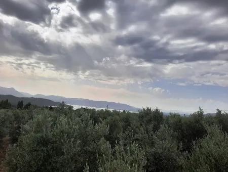 Land Mit Seeblick Zum Verkauf In Köycee'iz Zeytin Bereich