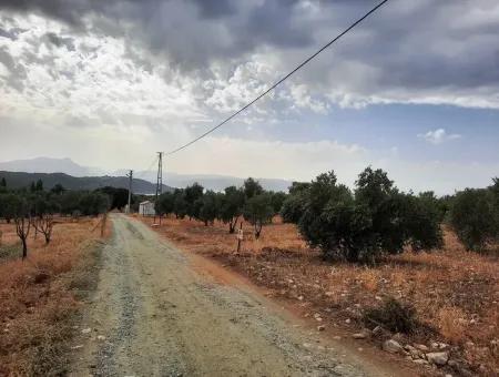 Land Mit Seeblick Zum Verkauf In Köycee'iz Zeytin Bereich