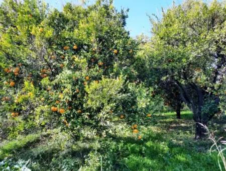 2200 M2 Freistehender Zitrusbaum Zum Verkauf In Köyce-Inz Dögüsbelen