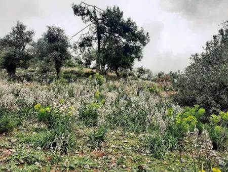 Dalyan Gökbel 13.100 M2 Acker Zum Verkauf In Der Natur