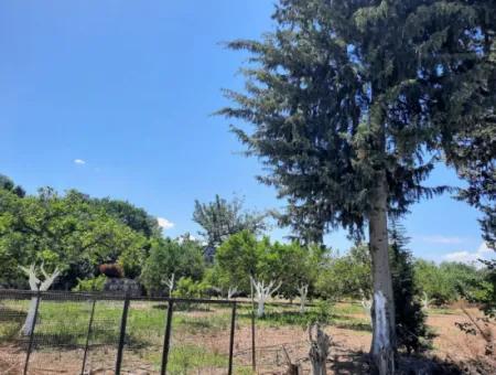 Citrus Garten Freistehendes Land Zum Verkauf In Mugla Dalyan 3000 M2