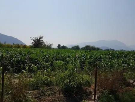 Freistehende 15000 M2 Fruchtbares Land Zum Verkauf In Mugla Ortaca Bogenschützen