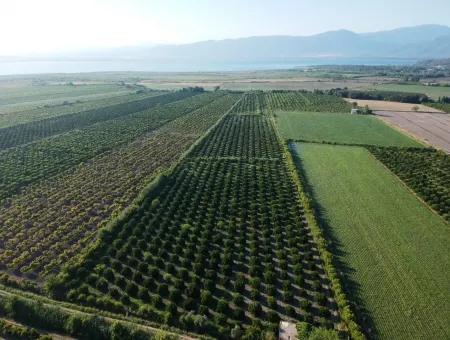 Oriya Tepearasi Zum Verkauf In Zitrus-Garten