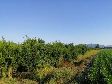 Garten Zum Verkauf In Oriya Tepearasi