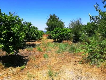 Zitrone Garten Zu Verkaufen Schnäppchen Ortaca