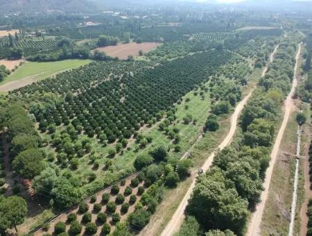 Orange Grove Zum Verkauf An Beyoba