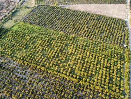 Granatapfelgarten Zum Verkauf In Mugla Ortaca Tepearasi