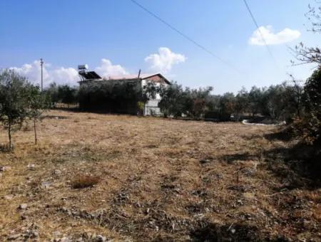 2 Einfamilienhäuser Zum Verkauf In 1992 M2 Grundstück Mit Blick Auf Den See In Köyceğiz Zeytinalanı