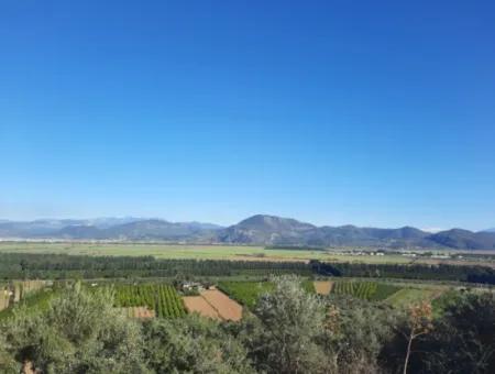 Olivenhain Mit Blick Auf Das Meer Und Die Natur In Ortaca Fevziye Zu Verkaufen