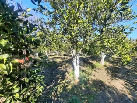 2 Einfamilienhäuser Zum Verkauf In 5179 M2 Garten In Köyceğiz Döşbelen