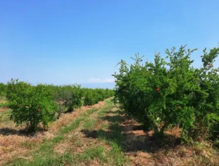 Muğla Ortaca Tepearası Zum Verkauf Kelepir Freistehendes 22 250 Grundstück