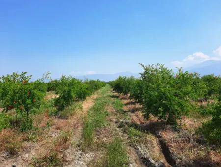 Muğla Ortaca Tepearası Zum Verkauf Kelepir Freistehendes 22 250 Grundstück