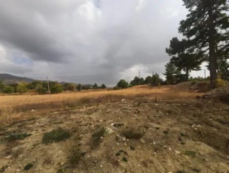 6 230 M2 Fruchtbares Land Zur Miete In Çameli Cumaalanı