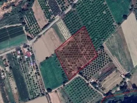 10.000 M2 Einzeltitel-Urkundenfeld Zum Verkauf In Muğla Ortaca Fevziye Mahallesi