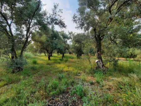 2 821 M2 Freistehendes Grundstück Mit Seeblick In Köyceğiz Zeytinalanı Nachbarschaft Steht Zum Verkauf