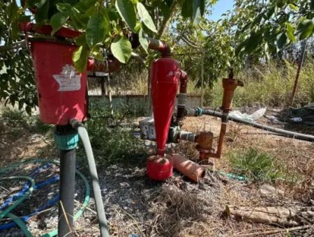 15 000 M2 Zitronengarten Zum Verkauf In Dalyan Eskiköy