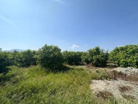 15 000 M2 Zitronengarten Zum Verkauf In Dalyan Eskiköy