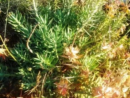 Grundstück Mit Meerblick Zum Verkauf In Boğaziçi Seydikemer