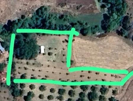 3500 M2 Zonierter Walnussgarten Zum Verkauf In Denizli Çameli Cevizli