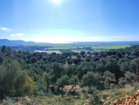 11.000M2 Olivenhain Zum Verkauf In Fevziye Mit Herrlicher Natur Und Meerblick