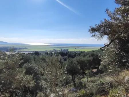 11.000M2 Olivenhain Zum Verkauf In Fevziye Mit Herrlicher Natur Und Meerblick