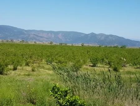 Garten Der Granatäpfel Zum Verkauf In Dalyan