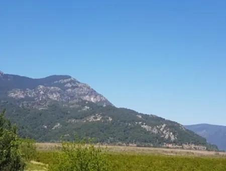 Garten Der Granatäpfel Zum Verkauf In Dalyan