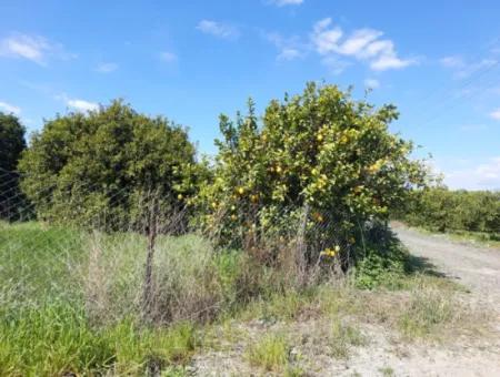 Muğla Ortaca Marmarlıda Berg- Und Naturblick 1 550 M2 Freistehendes Grundstück Zum Verkauf