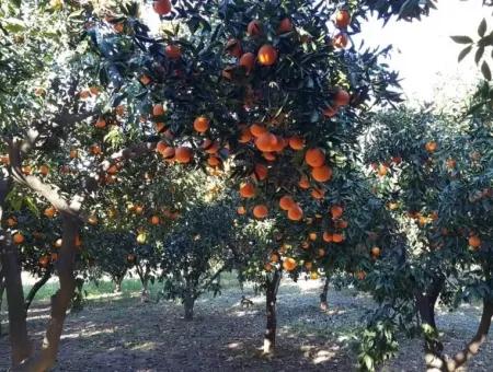 Garten Zum Verkauf In Köyceğiz Dorf