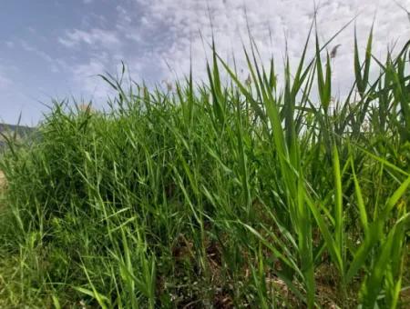 1.500 M2 Freistehendes Feld Zum Verkauf In Dalyan