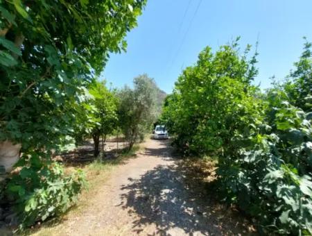 Einstöckiges Freistehendes 2 1 Dorfhaus Zur Miete Auf 4 600 M2 Grundstück In Muğla Ortaca Ekşiliyurt