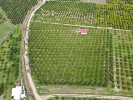 3 1 Dorfhaus Zum Verkauf In 17.000 M2 Orange Garden In Köyceğiz Toparlar