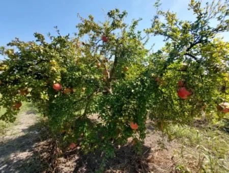 Muğla Dalyanda 5700 M2 Gepflegter Schnäppchen-Granatapfelgarten Zum Verkauf