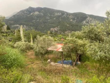 2442M2 Freistehender Olivenhain Zum Verkauf In Seydikemer Söğütlüdere, Muğla