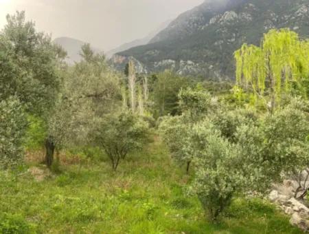 2442M2 Freistehender Olivenhain Zum Verkauf In Seydikemer Söğütlüdere, Muğla