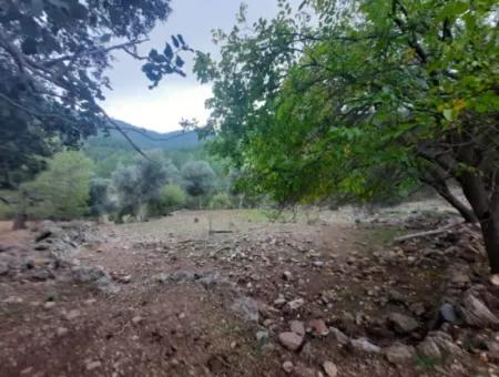 24.000 M2 Freistehendes Grundstück Zum Verkauf In Muğla Dalyan Gökbelde Natur