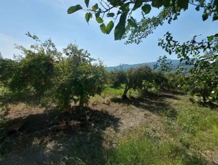 6 250 M2 Gepflegter Schnäppchen-Granatapfelgarten Zum Verkauf In Dalyan, Muğla