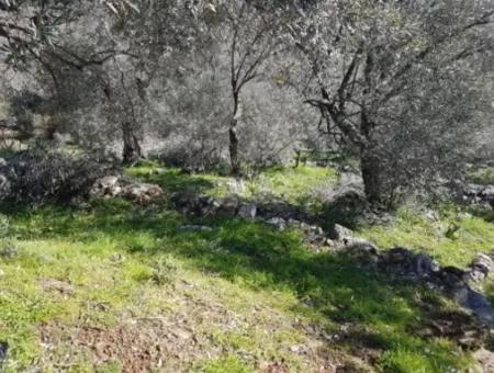 Meerblick Land Zum Verkauf In Göcek Gökçeovacık