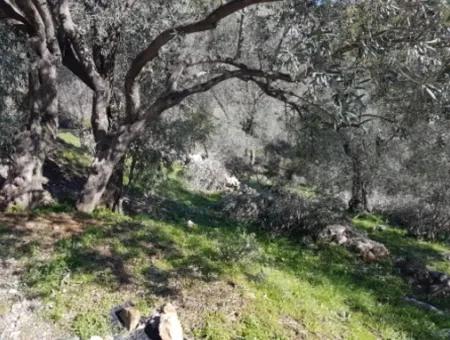 Meerblick Land Zum Verkauf In Göcek Gökçeovacık