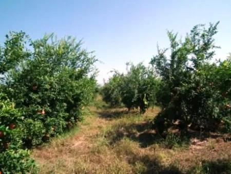 Eskikoy Für Verkauf Schnäppchen Ortaca Im Granatapfel-Gärten