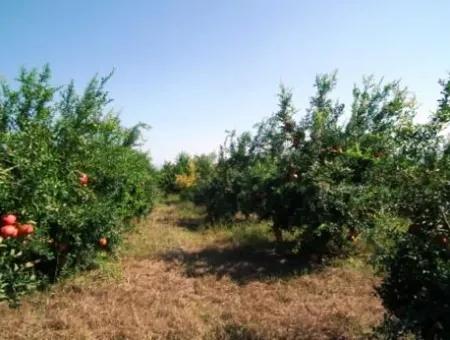 Eskikoy Für Verkauf Schnäppchen Ortaca Im Granatapfel-Gärten